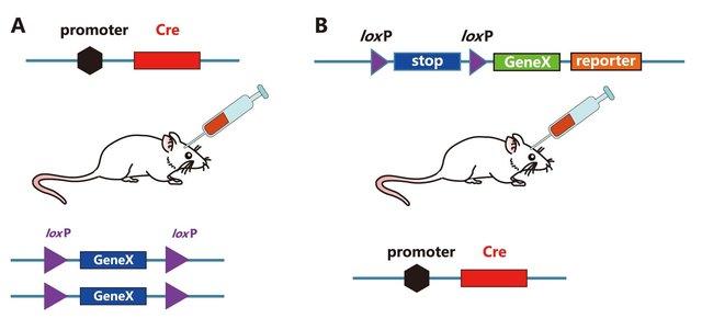 病毒依赖的基因敲除操作示意图,注射cre病毒进loxp转基因小鼠体内(a)