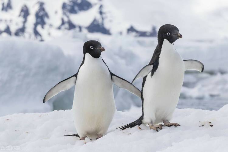 原创游天下美景001南极洲17南极小矮人阿德利企鹅