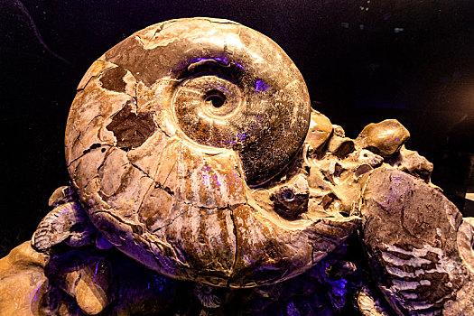 中国海洋博物馆的海洋生物化石,鹦鹉螺