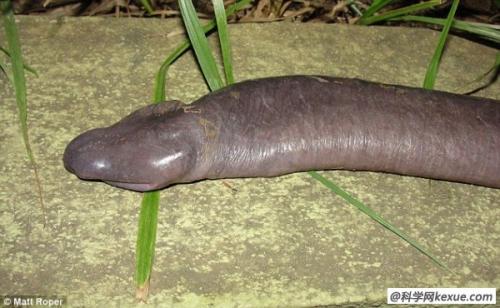 亚马逊发现新种蛇类生物 外形如男性生殖器(图)