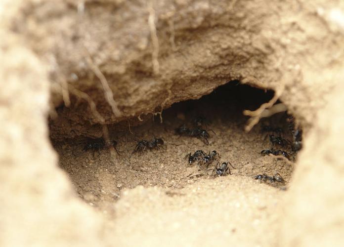 蚂蚁,洞