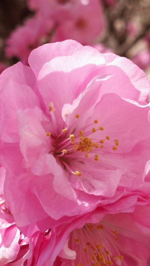 雨露滋润大地,美丽带给人间,大自然的馈赠一一春天的花