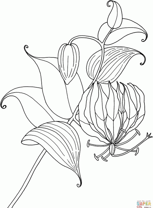 简单的百合花怎么画_植物简笔画_简笔画大全