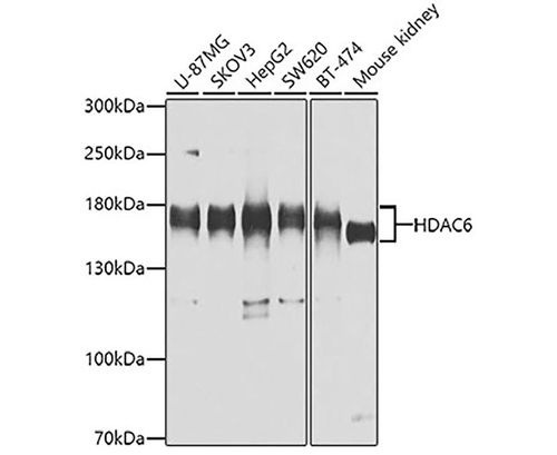 secondary antibody: hrp-labeled goat anti-rabbit igg(h l) (a