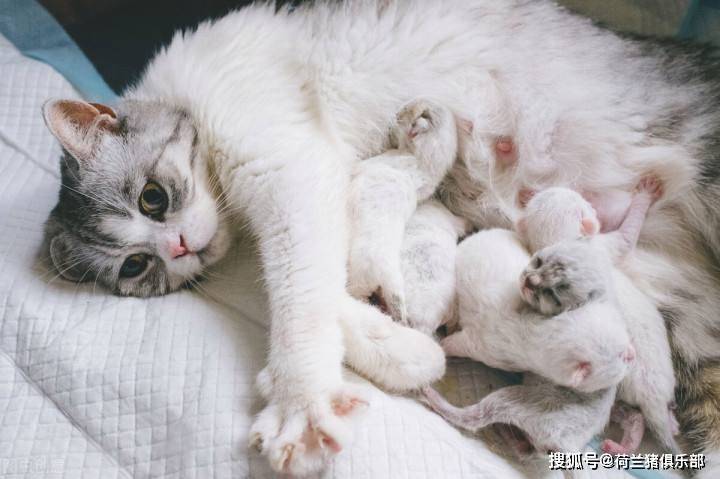 一,猫咪如何判断怀孕1,发情立即停止母猫发情时间比较长,而且发情期间