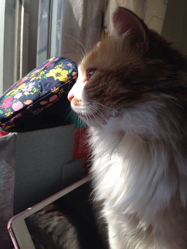 猫咪总爱看着窗外