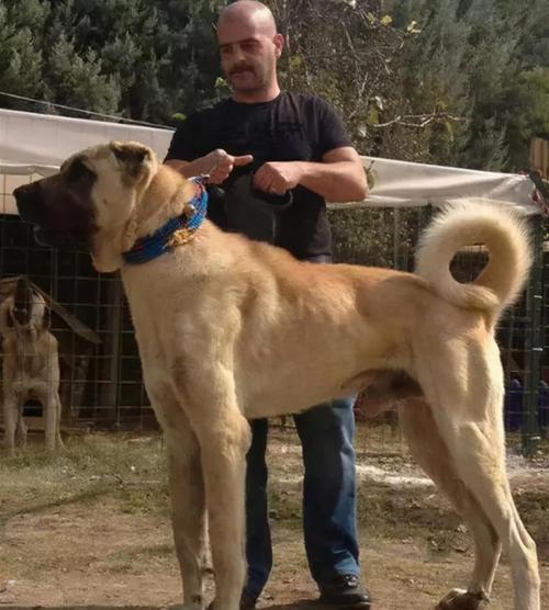 世界上最大的10种狗狗,有长得跟熊一样壮的,有比马还高的