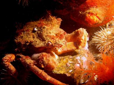 螃蟹和紫色海胆海贝蟹马癌症海贝海胆海星收集印刷形状旅行符号标志水