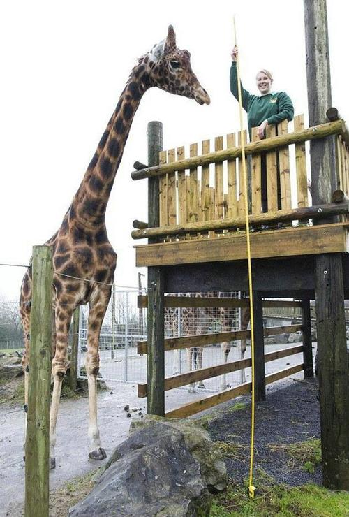 最高的长颈鹿,身高5.8米,相当于二层小楼那么高.