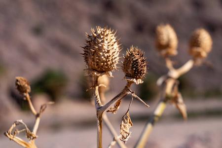 撒哈拉沙漠中的干黄荆棘植物图片