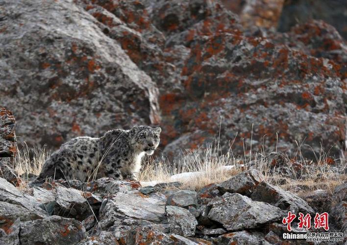 新疆巴音郭楞山区现国家一级野生保护动物雪豹