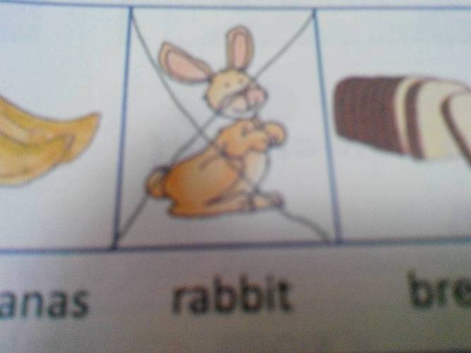 兔子用英语怎么写的?