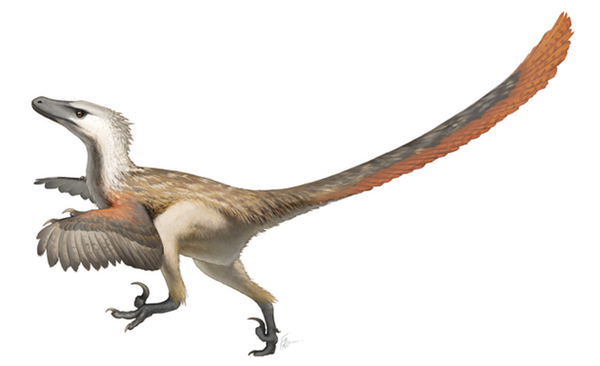你认为鸟类真的是恐龙进化而来的吗为什么