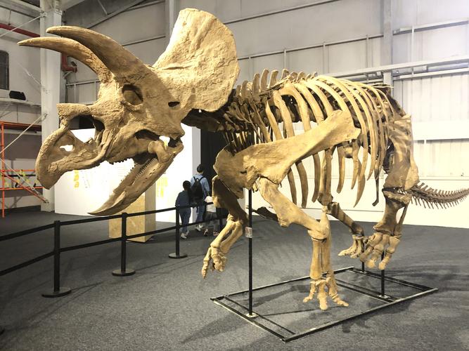 巨龙惊现 恐龙化石展与深圳市民见面