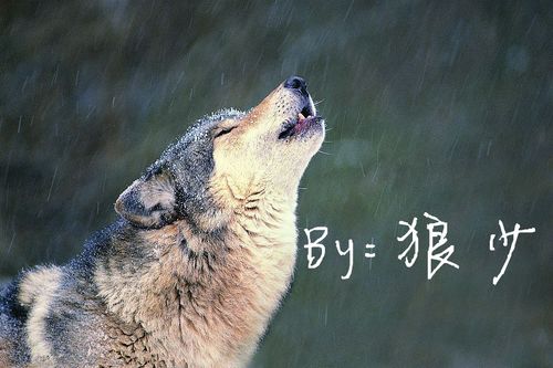 求一个 狼从这月亮嚎叫 的qq个性签名 5 2012-05-18 想取个网名,叫狼