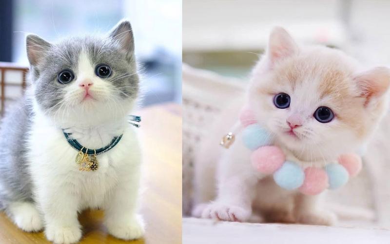 萌萌猫-可爱又有趣的猫视频集锦2 | 治愈小奶猫 |猫猫可以有多可爱?