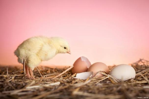 你是否想过,在自家客厅就能孵化出可爱的小鸡?