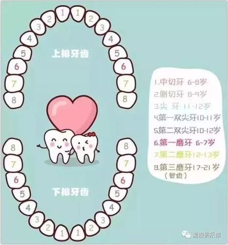 人的牙齿分为几个阶段?