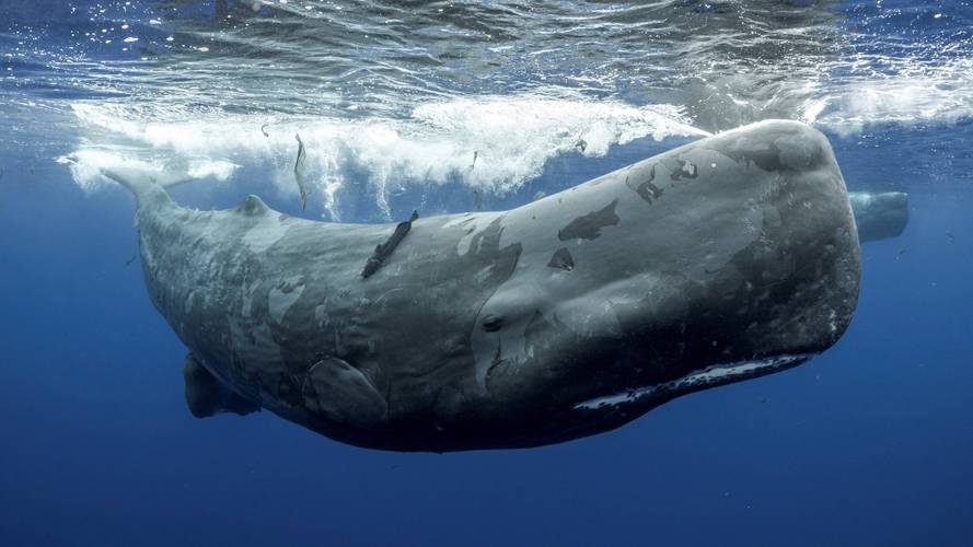 抹香鲸:世界上最大的有齿捕食者_鲸鱼_生活_其他