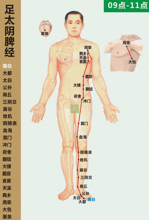 肝肾脾经在腿部位置图