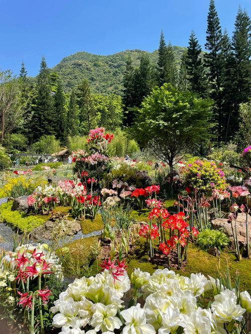 深圳仙湖植物园花展太美了