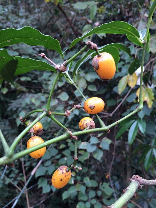 在山上看到的这种果子十分可爱,味道特别酸,但不知道它叫什么名字?