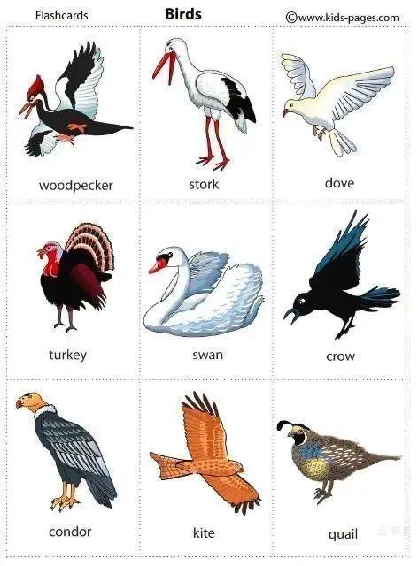 如何用英语给宝贝介绍各种鸟2aunit5twolittleblackbirds拓展上