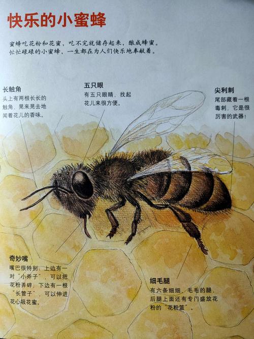 科学《快乐的小蜜蜂》