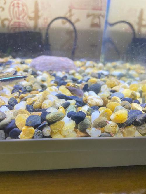 鱼缸里养了只金刚螺,可是突然出现了一个小螺,这是福寿螺吗?