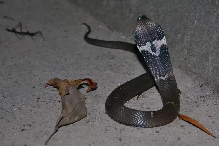 原来眼镜蛇也分很多种,怎样区分眼镜蛇的种类,答案就是看花纹