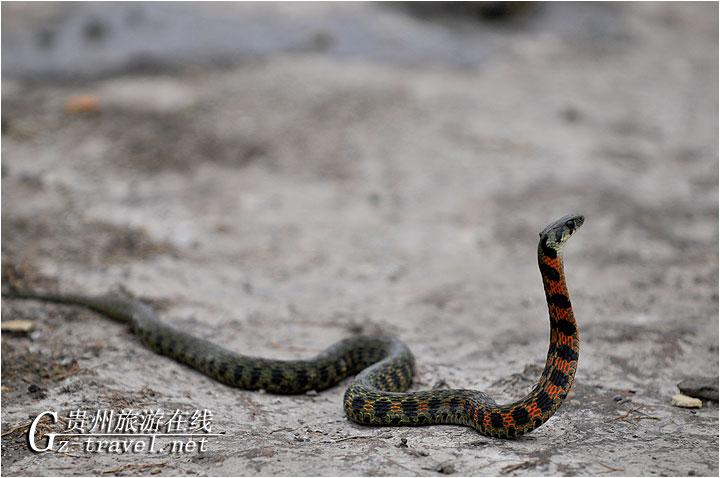 红脖颈槽蛇-贵州旅游在线