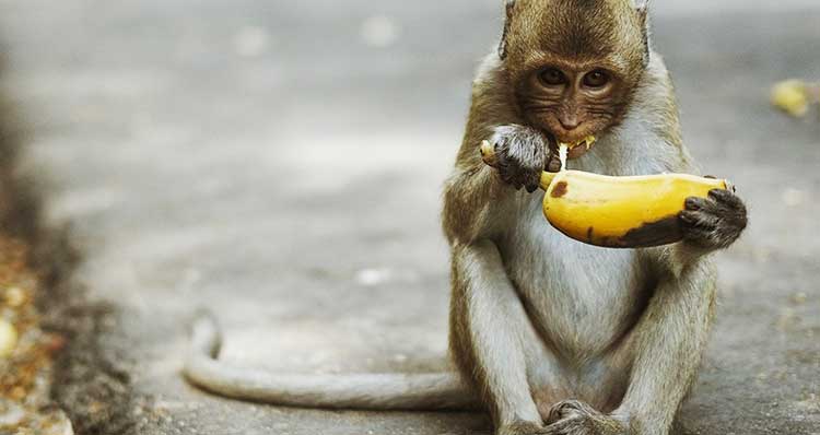 英文简单对话:猴子喜欢吃香蕉-英语趣配音