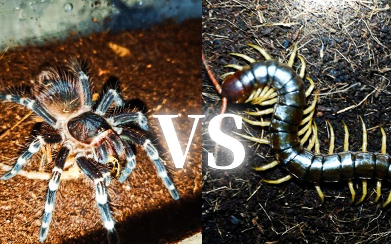 【毒虫之战】巴西白膝头蜘蛛vs越南巨人蜈蚣