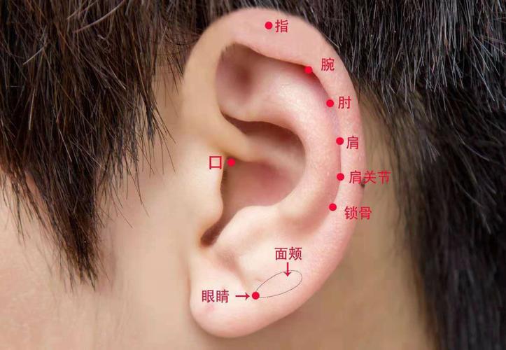 你知道耳朵上有多少个人体穴位吗?