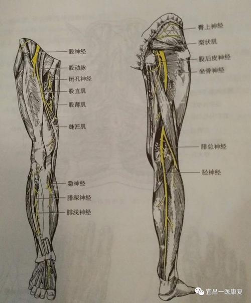 沿腘窝上外侧缘向外下方行,绕腓骨颈至小腿前面,分为腓浅神经和腓深