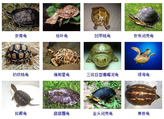 中国多少种乌龟及图片