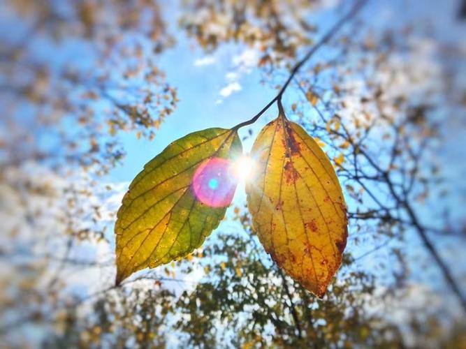 阳光透过色彩斑驳的树叶,折射出迷人的光芒.