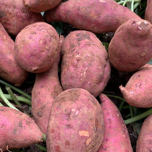 云南乡村野农家种植现挖新鲜番薯地瓜红薯5斤番薯