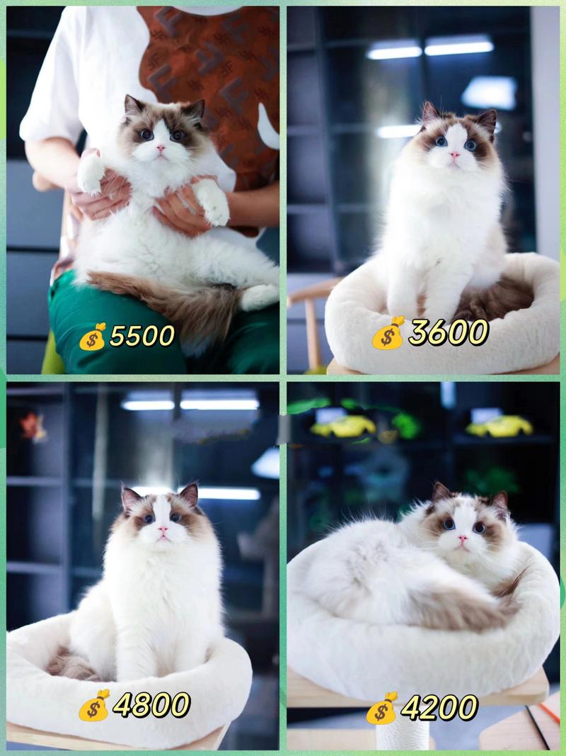 布偶猫多少钱一只丨看完你就有猫了	 