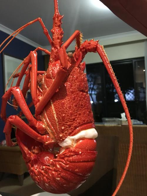 行走澳洲拾零(之六)——奢侈的海滩 & 豪华的龙虾