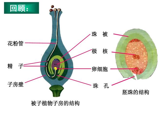 珠 花粉管 极 精 子 核 被 卵细胞 珠 被子植物子房的结构 孔 胚珠的