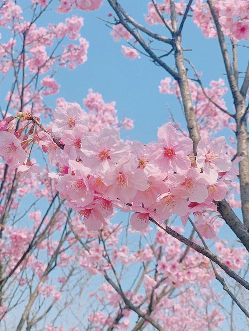 暖春樱花季眉山的樱花真的太美了9494这两天正是樱花盛开的季节