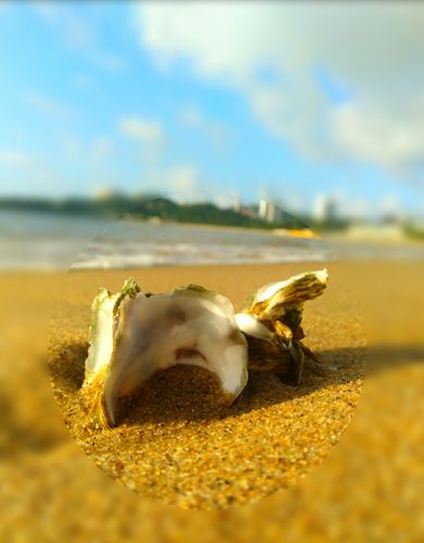 海滩贝壳 - 有福珠海