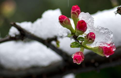 雪中待放的花——贴梗海棠 1
