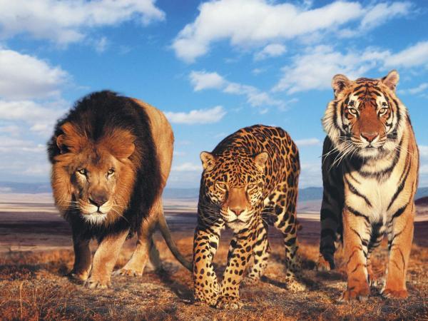 比起其他三组,东北虎和华南虎只在毛色,体型上略有不同,整体的相似