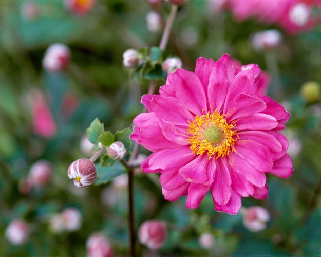 13种适合在花园里种植的粉色花朵,让春天一直陪在你左右吧