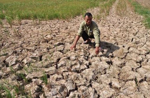 越南遇90年来最严重旱灾 中国开闸放水(图)