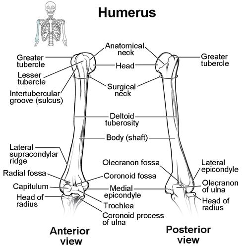 bones of the upper limb