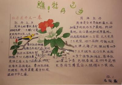 牡丹花的画法 手抄报 素描