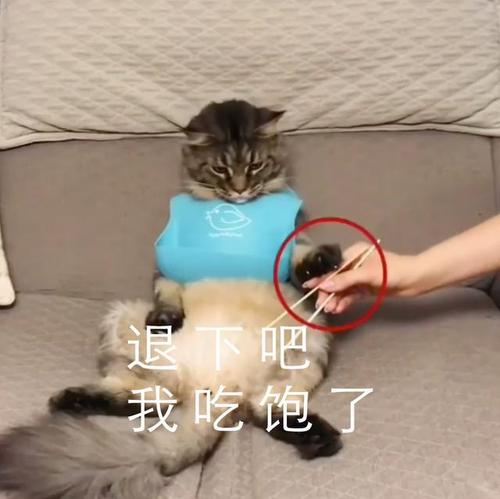 皇帝级享受,一只吃饭用筷子喂,还闹脾气的猫咪,网友:猫中贵族